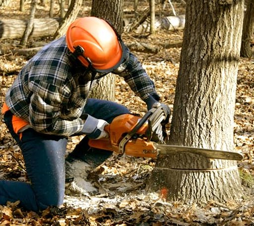 Tree Removal in Thompson, OH